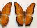 Vindula dejone (aberration, marinduque is. philippines) (Internet Image property of respective owner, non-commercial use only)